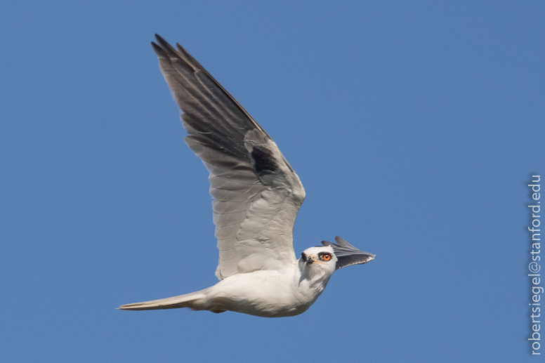 palo alto baylands